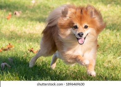 Purebred Red Sable Pomeranian Dog Running In The Sunny Grass As Long Hair Flows In The Wind