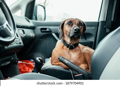 A Purebred Rhodesian Ridgeback Dog On The Passenger Seat Of A Dirty Car. A Sign For Dog Friendly Usage Of The Vehicle. Car Should Be Cleaned Or Given To Maintenance. Orange And Grey.