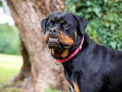 A Purebred Rottweiler Dog With An Underbite And Its Lower Teeth Protruding