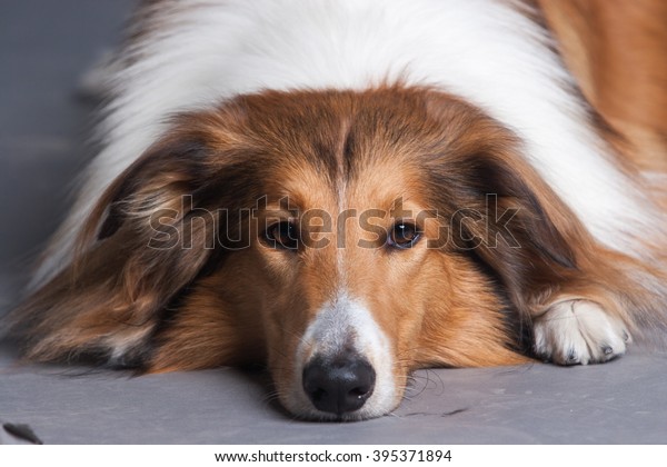 Purebred Rough\
Collie dog portrait  in\
studio