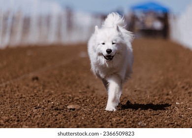purebred Samoyed dog running on dirt FastCAT lure course on a sunny day - Shutterstock ID 2366509823