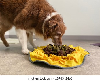Purebred senior Australian shepherd dog enjoying environmental sensory enrichment activity foraging for dinner in a snuffle mat at fear free positive reinforcement training center