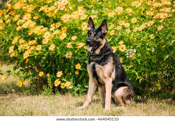 Purebred Shorthaired German Shepherd Adult Dog Stock Photo Edit