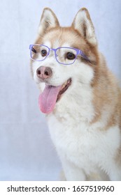 Purebred Siberian Husky Looking With Glasses 