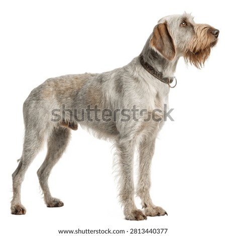 A purebred Slovakian wirehaired pointer standing side view isolated on white transparent background.