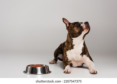 Purebred Staffordshire Bull Terrier Lying Near Bowl With Pet Food On Grey