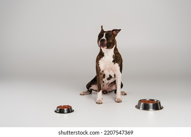 Purebred Staffordshire Bull Terrier Sitting Near Bowls With Pet Food On Grey