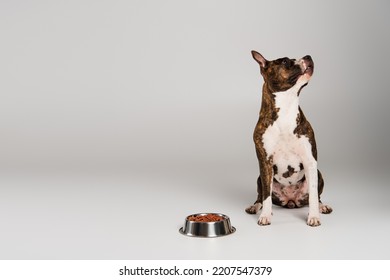 Purebred Staffordshire Bull Terrier Sitting Near Bowl With Pet Food On Grey