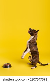 Purebred Staffordshire Bull Terrier Standing Up Near Bowl With Pet Food On Yellow