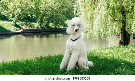 A purebred standard white poodle dog sits on a green lawn and waits for the training command. Impeccable grooming of the fluffy fur of the king poodle dog. Large domestic white dog with a collar.