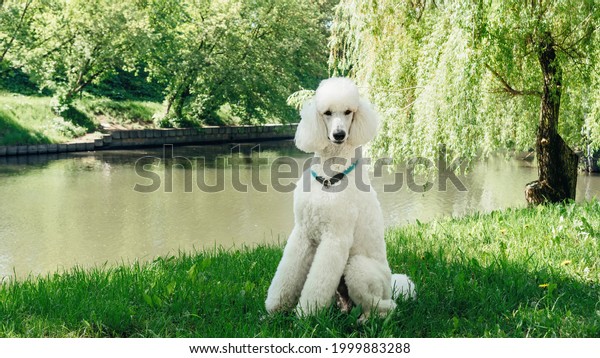 A purebred standard white poodle dog sits on a\
green lawn and waits for the training command. Impeccable grooming\
of the fluffy fur of the king poodle dog. Large domestic white dog\
with a collar.