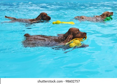 purebred three english cocker swimming in a swimming pool