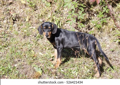 Purebred Transylvanian Hound Puppy Stock Photo 526421434 