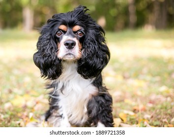 A purebred tricolor Cavalier King Charles Spaniel dog sitting outdoors