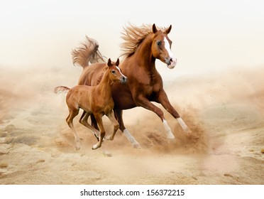 Purebred white arabian horse in desert - Powered by Shutterstock