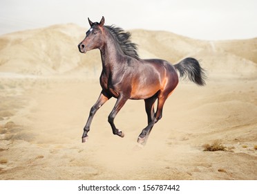 Purebred white arabian horse in desert