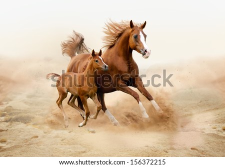 Purebred white arabian horse in desert