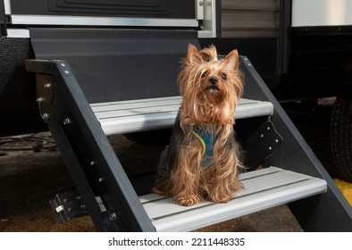 Purebred Yorkie On Steps At An RV Campsite
