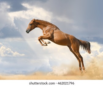 Purebred Young Horse Jumping On Nature