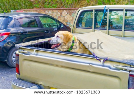 Purebreed Light Brown Golden Retriever Dog Riding in Old Pick Up Truck