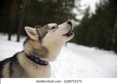 Purebreed singing Huskey in a field of snow - Shutterstock ID 1268715175