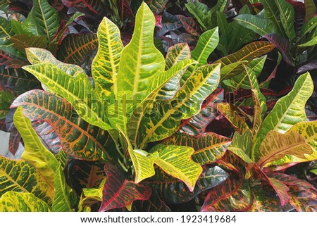 Puring or Codiaeum variegatum or known as crotons plants, species of plant in the genus Codiaeum, which is a member of the family Euphorbiaceae. Selective focus.