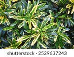 Puring as known as Croton is a popular ornamental garden plant in the form of a shurb with very varied leaf shapes and colors. 