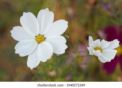 Purity White Cosmos Flowers (Sonata White).  Beauty Of Nature.