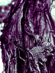 Purple Abstract Mesquite Tree Bark Texture