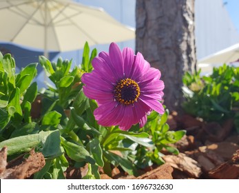 Osteospermum Fruticosum の画像 写真素材 ベクター画像 Shutterstock