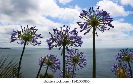 Purple Agapanthus - Cornwall, UK