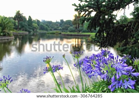 Purple Agapanthus flowers planted near to a lake of Royal Botanic Garden, Melbourne in the late evening