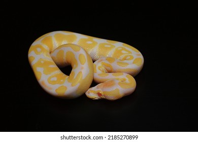 Purple Albino Ball Python On Black Background.