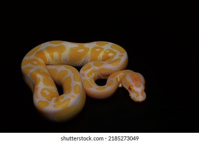 Purple Albino Ball Python On Black Background.