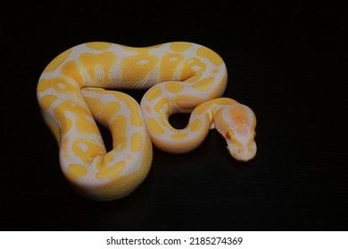 Purple Albino Ball Python On Black Background.