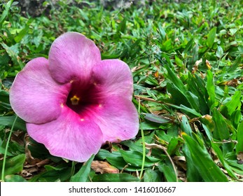 Red Alamanda High Res Stock Images Shutterstock