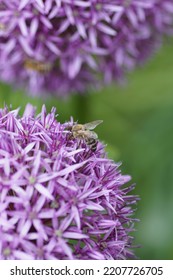 Purple Allium Blossom Close Up 