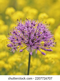 Purple Allium Blossom Close Up 