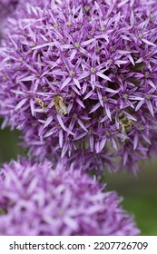 Purple Allium Blossom Close Up 