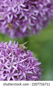 Purple Allium Blossom Close Up 