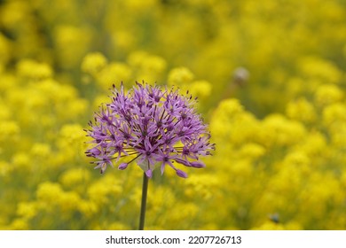 Purple Allium Blossom Close Up 