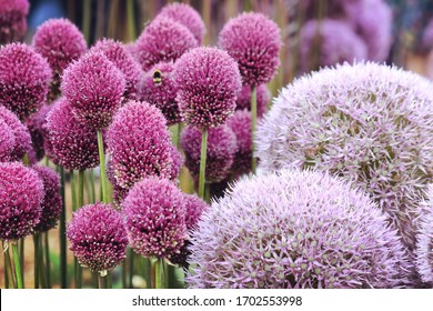 Purple Allium Drumstick Blooms Called Sphaerocephalon Stock Photo ...