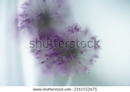 Blüte der Sterndolde (Astrantia)