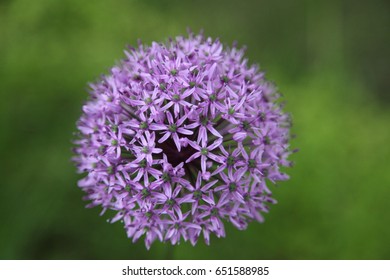 139 Allium Gigantic Images, Stock Photos & Vectors | Shutterstock