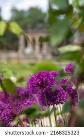Purple allium flowers at Trentham Estate, Stoke on Trent, Staffordshire UK.