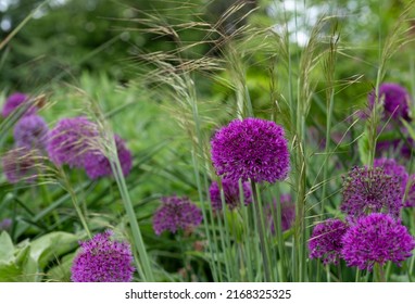 Purple allium flowers at Trentham Estate, Stoke on Trent, Staffordshire UK.