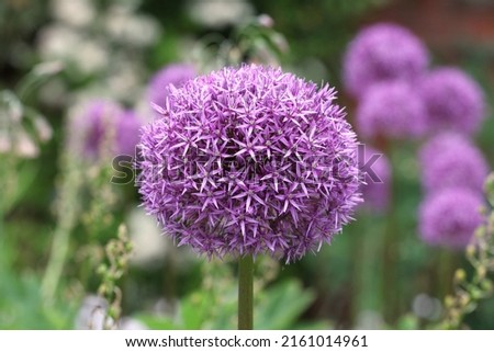 Purple allium 'globemaster' in flower