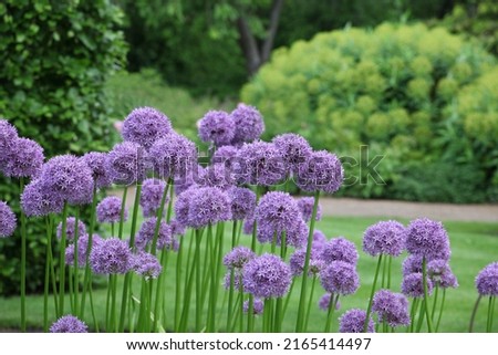 Purple allium 'Globemaster' in flower
