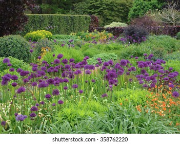 Purple Allium in the Hot Garden at Rosemoor in Devon, England, UK