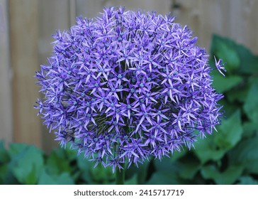 Purple allium ornamental onion flower with one flower standing out from the rest